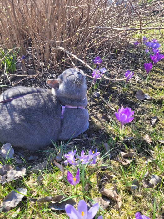 Grå katt med sele njuter av solen bland lila krokusar, på en vårträdgård med bruna kvistar i bakgrunden.