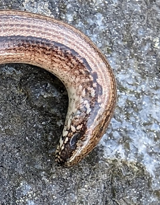 Närbild av en slingrande brun mönstrad mask eller reptil mot kornig bakgrund.