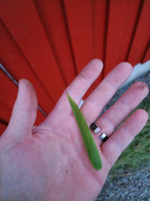 En hand håller ett grönt löv framför en röd vägg utomhus. Ring syns på fingret.