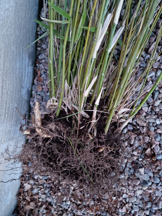 Uppgrävda växtstjälkar och rötter vid kantsten, omgiven av småsten och torkade blad.