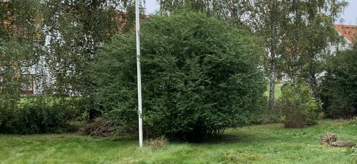 Grönt gräs, buskar, träd, en ljusstolpe, avskuret träd, bakgrund med byggnader, molnigt, lugn dag i parken.