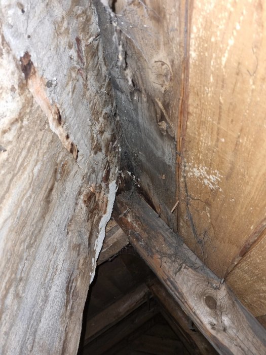 Bild av träbjälklag med mögel och röta under renovering eller inspection. Spindelnät syns tydligt.