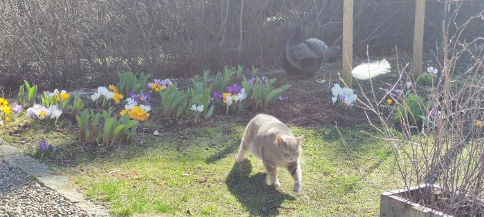 Solig trädgård, blommande krokusar, vandrande katt, höna vid staket, vårens ankomst.