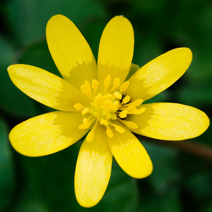 Närbild, gul blomma, grönt oskarpt bakgrund, pollen, kronblad, ståndare, naturligt ljus, vårlig känsla, fokus på blomman.