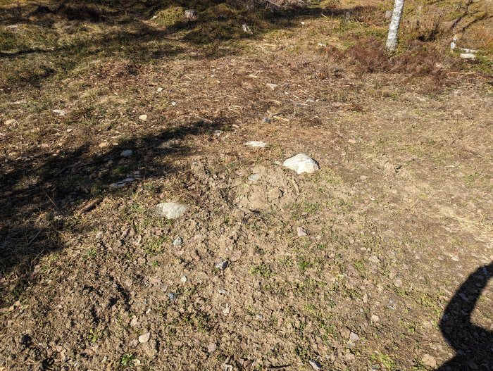 Skogsmark med stenar, spridd vegetation, skugga av person till höger, soligt och torrt.