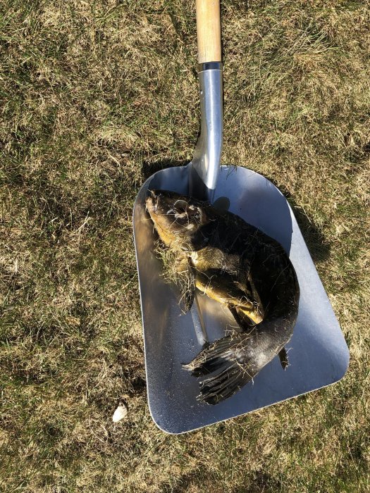 Skottkärra på gräs innehåller fiskar och sjögräs, antagligen rensat från en damm eller sjö.