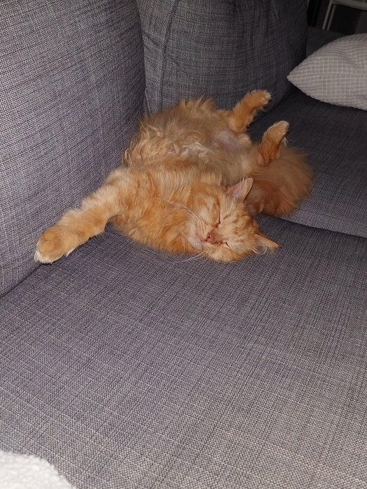 En röd tabby katt sover avslappnat på rygg på en grå soffa.