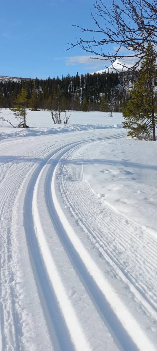 Vinterlandskap, skidspår i snö, skog, soligt, klart, blå himmel, friluftsliv.