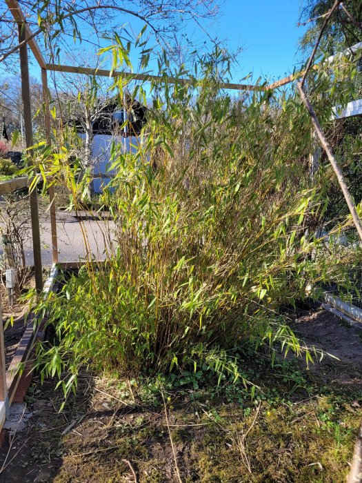 Soligt väder, bambuplantor, gröna blad, träkonstruktion, trädgårdsbädd, mossig mark, del av byggnad i bakgrunden.