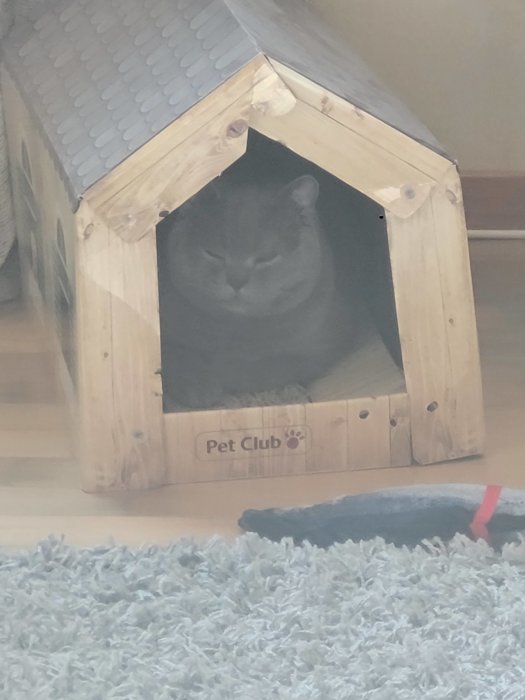 En grå katt vilar i ett litet trähus märkt "Pet Club" över en fluffig matta.