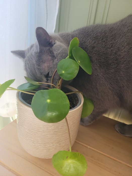 Grå katt luktar på gröna växten i beige kruka inomhus.