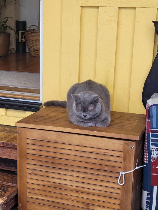 Grå katt sitter på en träkista framför en gul vägg och speglad dörr.