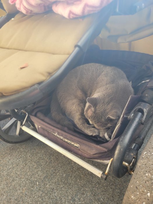Grå katt ligger bekvämt i botten av en barnvagn i solljus.