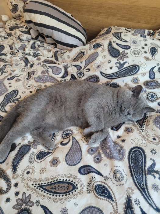 Grå katt sover på paisleymönstrad sängklädsel vid en randig kudde.
