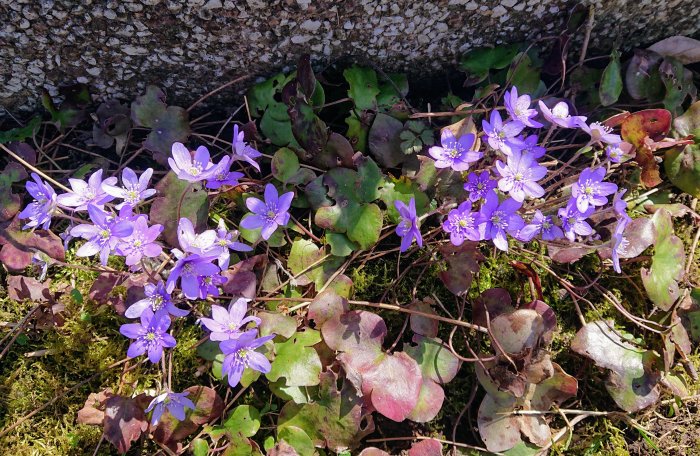 Blåsippor i solljus mot stenvägg och mossig mark. Vårblommor i naturlig miljö.