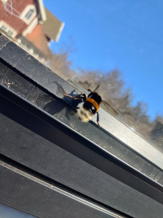Humla i flykt nära fönsterruta, hus och himmel i bakgrunden, oskärpa, rörelse, blixtens skugga synlig.