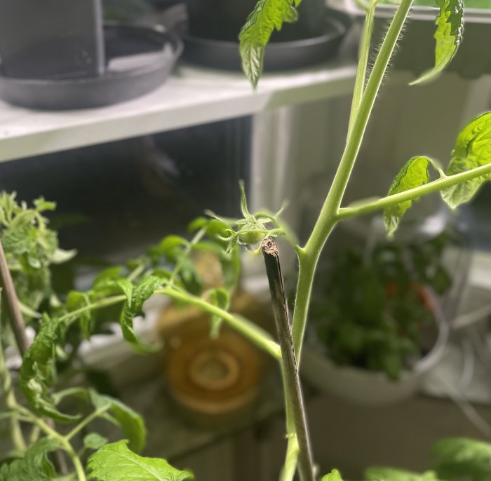 Inomhusväxande tomatplantor med gröna blad under konstgjord belysning.