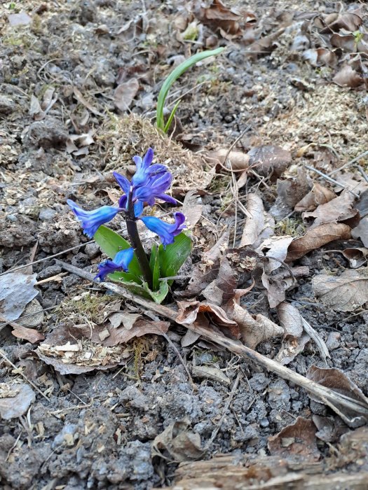 En ensam lila blomma växer fram bland löv och jord.