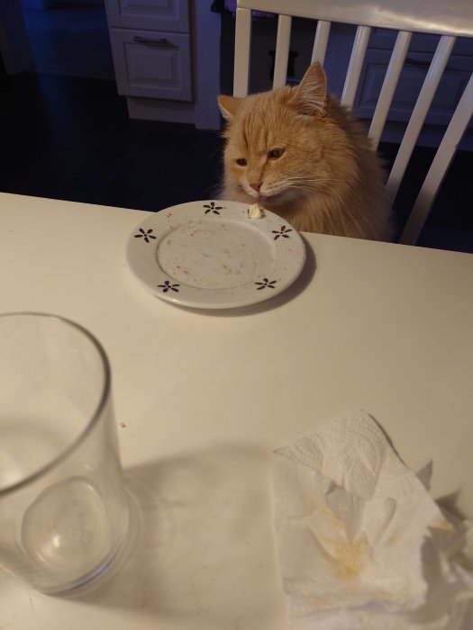 En rödorange katt sitter vid ett köksbord framför en tom tallrik, ett glas och en använd servett.