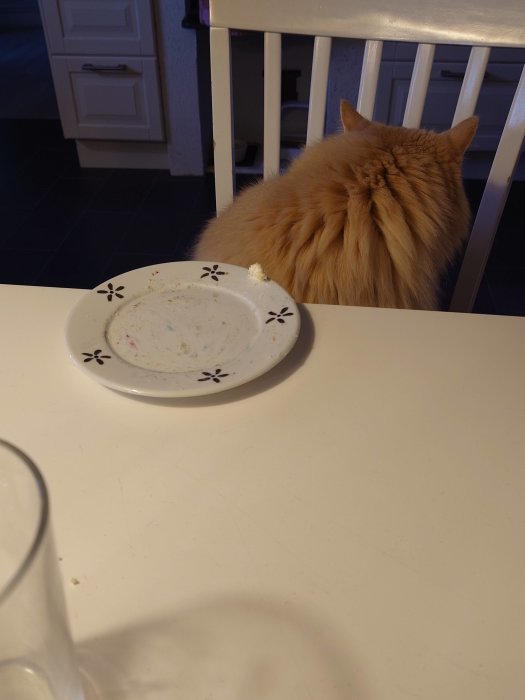 Orange katt sitter vid matbord, framför tom tallrik och genomskinligt glas, i ett kök.