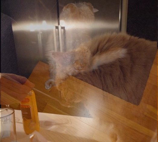 Brunt bord, genomskinlig katt, spegling, flaska, glas, ljusstrimma, dubbelt exponerad bild, visuell illusion.