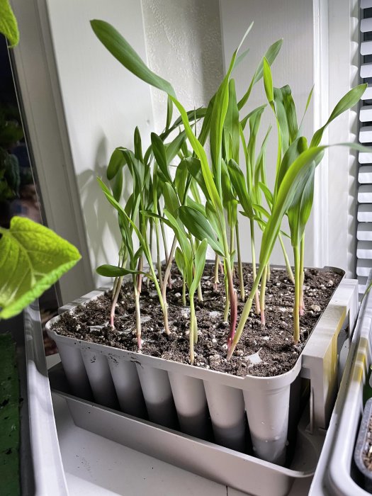 Gröna plantor växer i en äggkartong, troligtvis för inomhusodling, bredvid ett fönster.