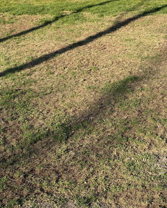 Gräsmatta med skuggor, grönt och brunt gräs, soligt, dagtid, natur, vårigt, ojämn mark, utomhus.