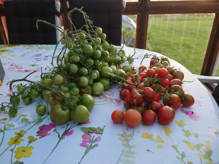 Mogna och omogna tomater på ett blommigt bord, i ett inglasat uterum.