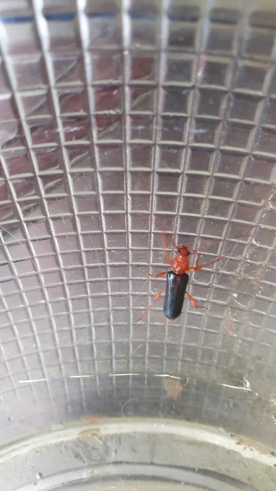 Insekt med rött huvud och svart kropp på nätstrukturerad yta, eventuellt myr eller skalbagge.