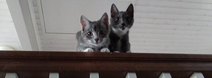 Två katter tittar ner från en hög avsats inuti ett hus, en gråvit och en gråsvart.