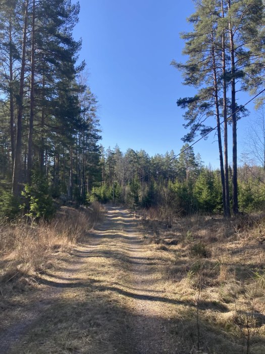 Solig skogsstig, tallträd, blå himmel, skuggor, natur, dagtid, vildmarksväg, friluftsliv, ingen person synlig.