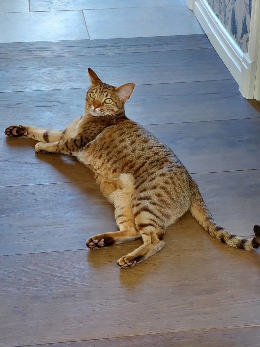 En avslappnad randig katt ligger på ett trägolv och tittar upp.