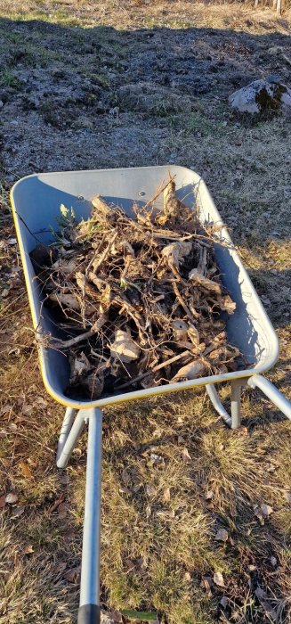 Skottkärra fylld med grenar och rötter på en solig dag, troligen efter trädgårdsarbete eller markrensning.