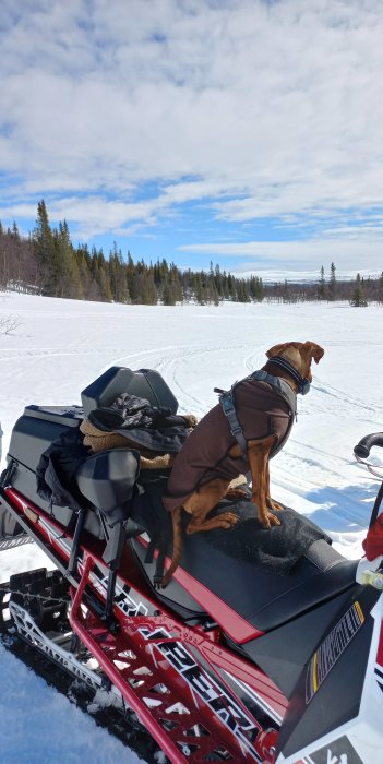 Hund i sele på röd snöskoter, snötäckt landskap, soligt, träd i bakgrunden, blå himmel.