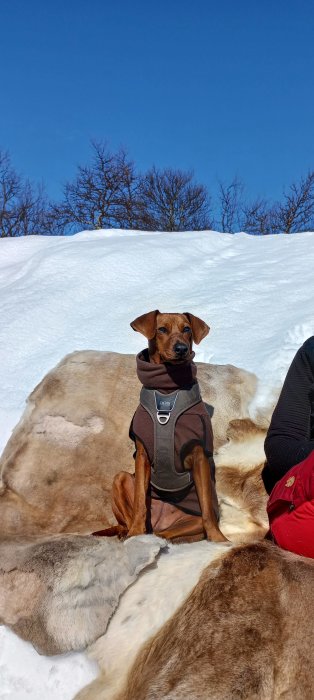 Hund i sele sitter som en människa på renfäll i snön under blå himmel.