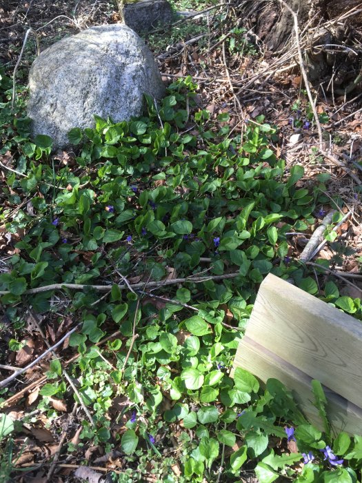 Naturbild med gröna växter, violetta blommor, sten, träbit och lövrik mark.