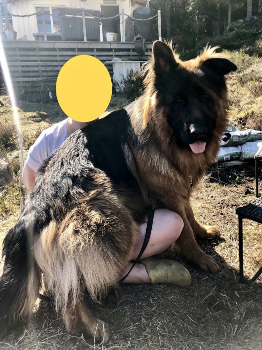 Stor hund lutar sig mot person utomhus, soligt, trädgård, dold identitet, hus i bakgrunden.