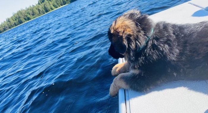 En hund sitter på en båt och tittar på vattnet. Sunny day, calm waters, leisure vibe.