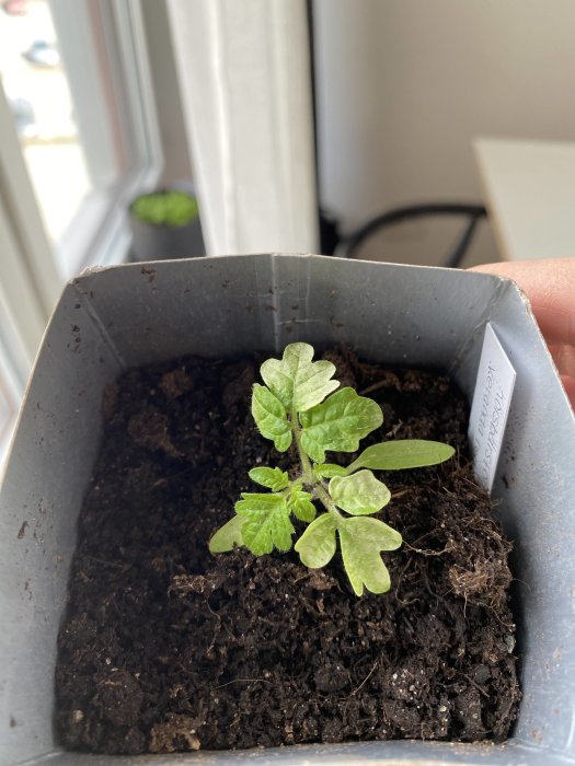 En ung planta växer i en liten kruka med etikett i soligt fönster.
