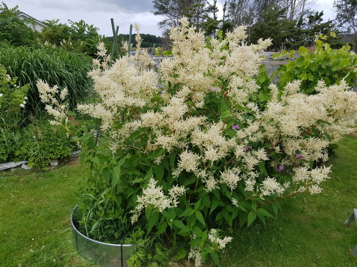 Fluffiga vita blommor på buske i metallkantad odlingsbädd, trädgård, molnig himmel.