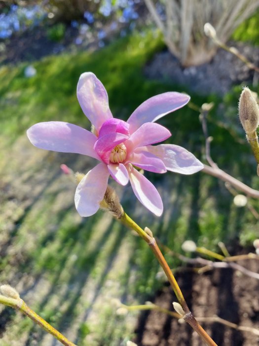 Ljusrosa blomma i närbild, solljus, knoppar, gröna blad i bakgrunden, skarp fokus, vårstämning.