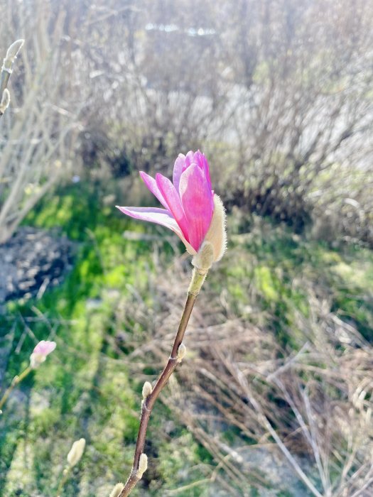 Enstaka rosa blomma, knoppar, mot suddig naturbakgrund i solljus.