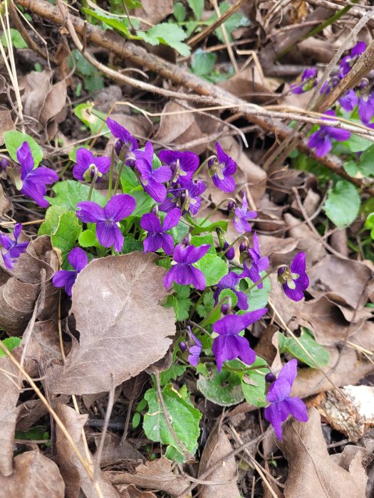 Lila violer blommar bland bruna löv och torra grenar. Vårtecken i naturen.