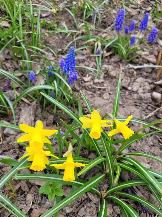 Gula påskliljor och blå druvhyacinter blommar i en trädgård med brun jord.