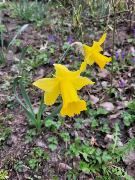 Två gula påskliljor i förgrunden med suddig grönskande bakgrund i en trädgård.