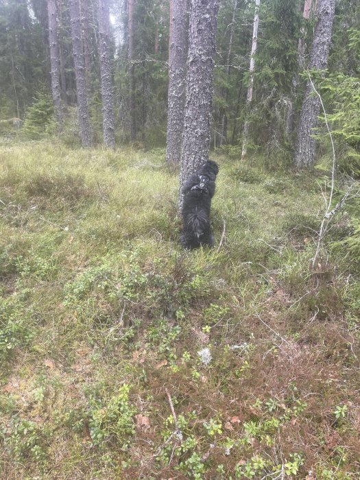 Svart hund med sele i en skog med tallar och grönska.