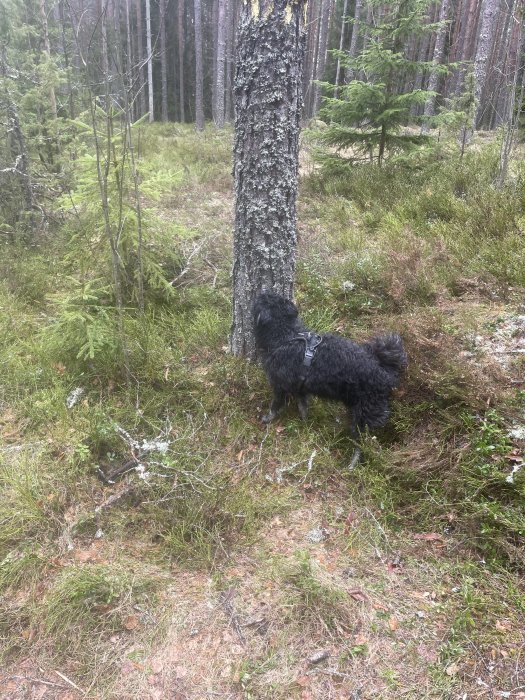 Svart hund i skog, träd, mossa, lite snö, ljust dagljus, orörd naturmiljö, ett träd framträdande.