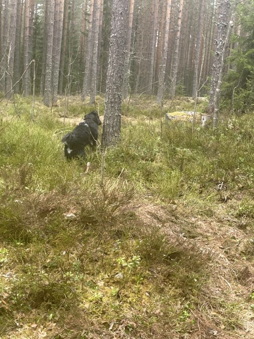 Skogsmiljö med tallar, gräs och en svart hund som utforskar terrängen.