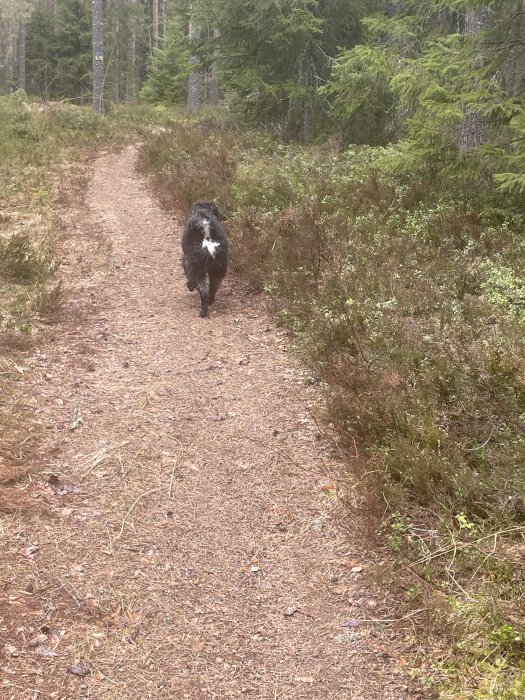 Hund springer på skogsstig, grön barrskog, ledig, dagtid, natur, friluftsliv, ensam, äventyr, trädbeklädd terräng.