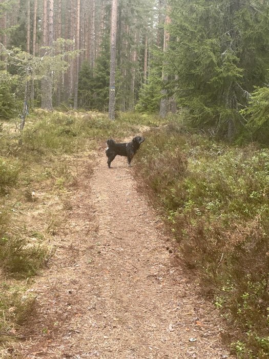 Svart hund på skogsstig mitt i barrskog.